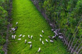 Brazil the first country to have a carbon-free meat label
