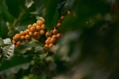 Coffee Production Field In Ribeirao Corrente