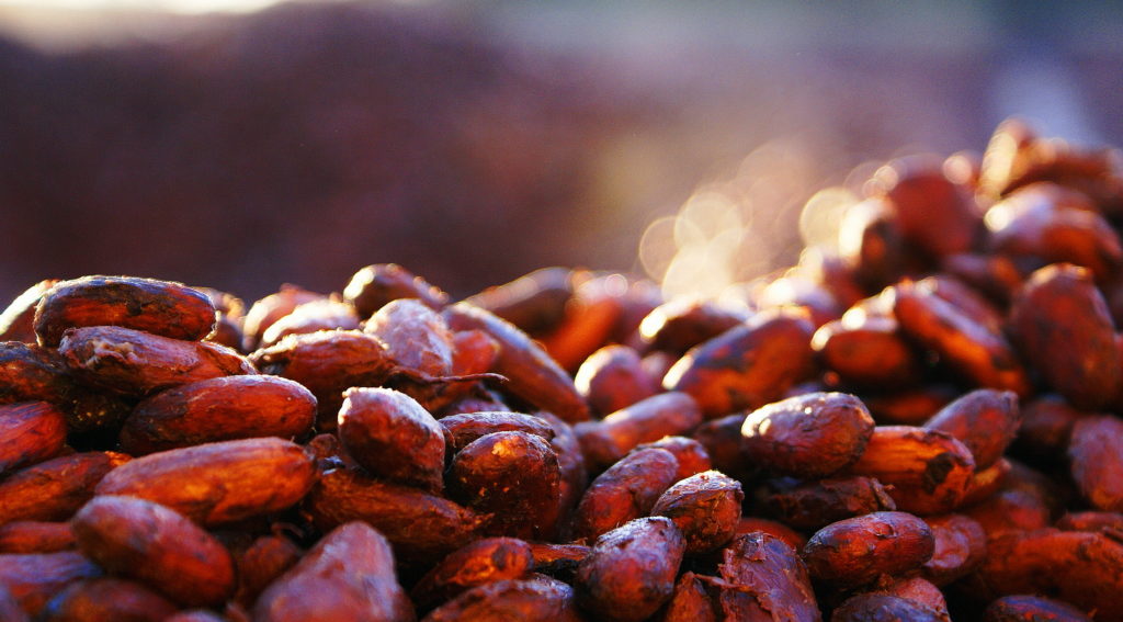 Cacau brasileiro: do campo para as barras de chocolate fino