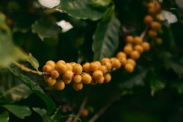 Brazil’s coffee exports to Arab countries up 13%