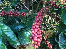 Marca brasileira faz private label para cafés em Dubai