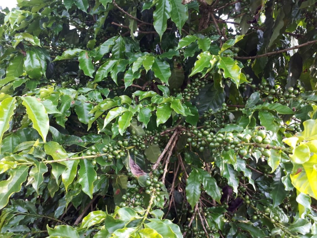 Driven by North Africa, Brazilian coffee sales to Arabs up