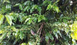 Norte da África puxa alta na compra árabe de café do Brasil