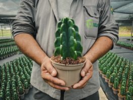 A Brazilian bets on spineless cactus exports