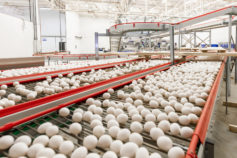 Katayama Alimentos_Ovos na Producao (1)