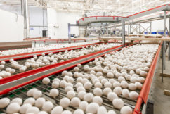 Katayama Alimentos_Ovos na Producao (1)