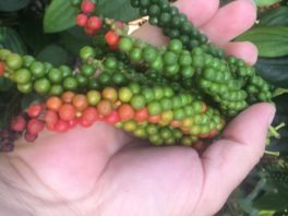 Demand for Brazilian pepper goes up in the Arab countries