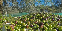 Syria puts out list of products available for export