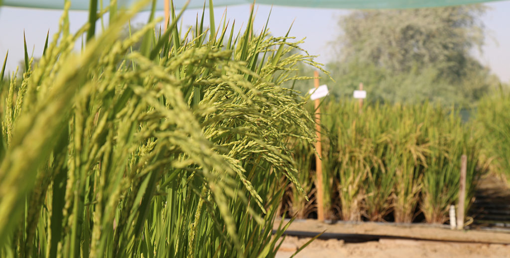 UAE to rework agriculture in bid to address global warming