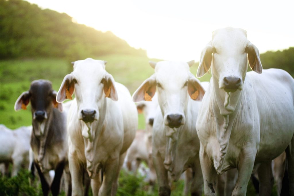 UAE okays food safety certificates on Brazilian livestock