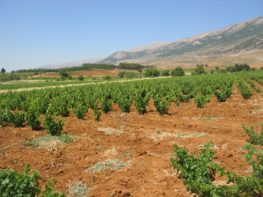 Vineyard with mountain backdrop
