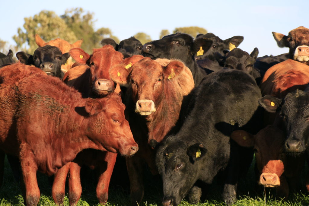 Brazilian cattle could be used for slaughter in UAE