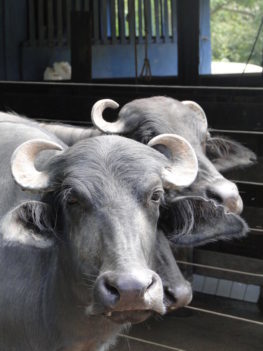 bufalos Kadijah Suleimand bufalos em rondonia embrapa