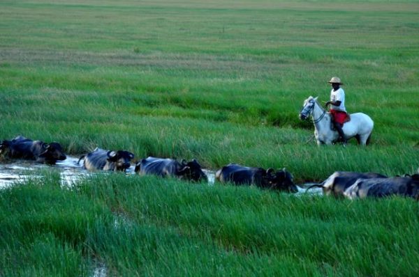 bufalos flavia fiorini embrapa rebanho bufalos maranhao (002)