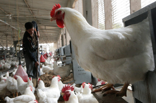 EGYPT-CHICKEN-HEALTH