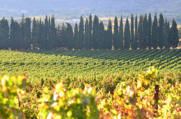 kefraya vale do bekaa