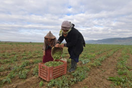 TUNISIA-AGRICULTURE-WOMEN