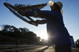 BRAZIL-AGRICULTURE-ORGANIC-COFFEE