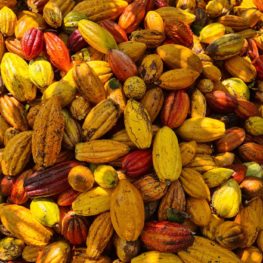 #ANBA 49: Quem é o Brasil no mercado do cacau