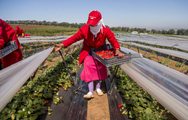 MOROCCO-ECONOMY-AGRICULTURE-STRAWBERRIES-WOMEN