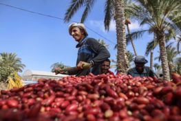 Palestinians Harvest Dates From Palm Trees In Gaza Strip