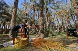Egypt - Agriculture - Economy