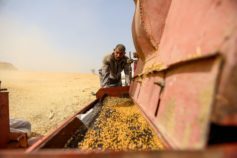 Wheat harvest in Egypt