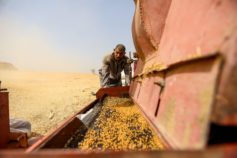 Wheat harvest in Egypt