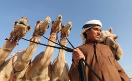 UAE-ANIMAL-FESTIVAL