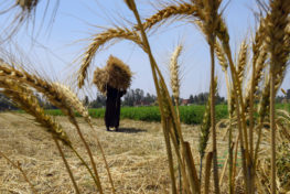 EGYPT-AGRICULTURE-WHEAT