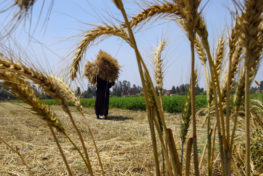 EGYPT-AGRICULTURE-WHEAT