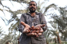 Date harvesting in Egypt