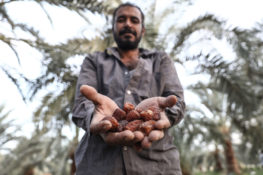 Date harvesting in Egypt