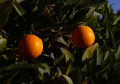 SAUDI ARABIA - ORANGE TREE - ALULA