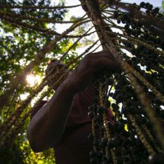 #ANBA 67 – Apex-Brasil prepara ações para o agro em Dubai