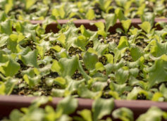 Researcher awarded for greenhouse study in Oman