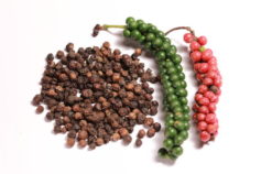 Pimenta-do-reino - Divulgação Embrapa Amazônia Oriental (002)