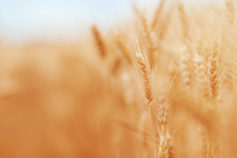 Syria wants to buy 200,000 tonnes of wheat