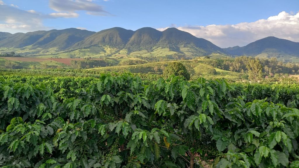 Volcanic soil brings families together in coffee region