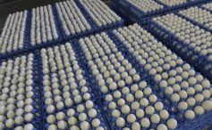 ovos foto Daniel MIHAILESCU AFP