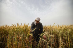 EGYPT-AGRICULTURE-HARVEST