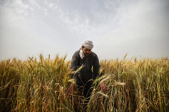 EGYPT-AGRICULTURE-HARVEST