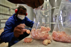 Project aims to renovate gum arabic belt in Sudan