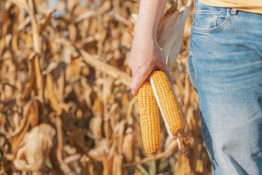 Farmer examining unripe corn