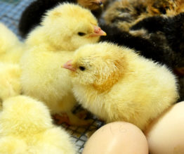 High season in the mini hatchery