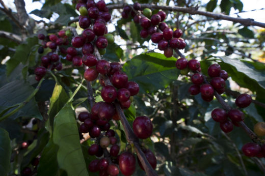 BRAZIL-AGRICULTURE-ORGANIC-COFFEE