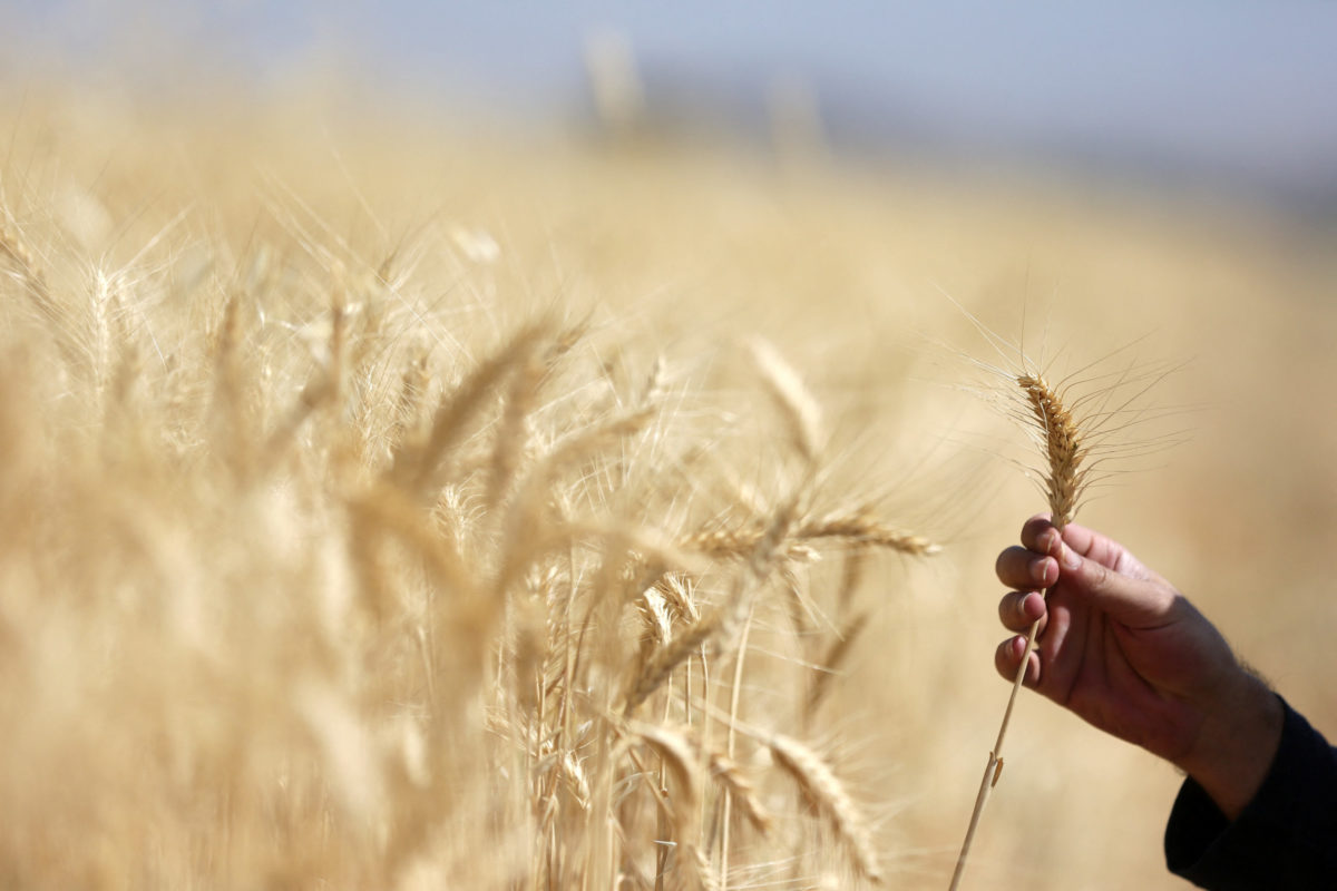Wheat harvest in Iran's Qazvin