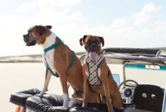 Innovating in pet products, Brazilian startup grows abroad