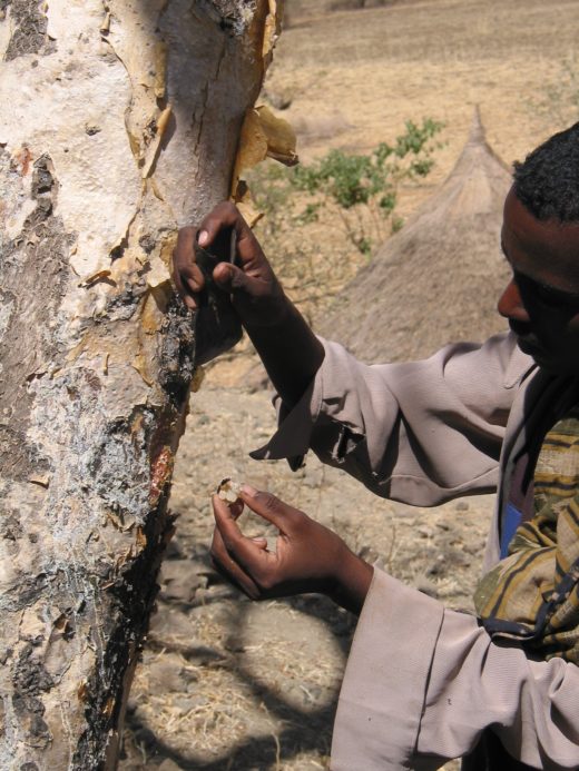 104-0404 Boswellia en tapper_IMG