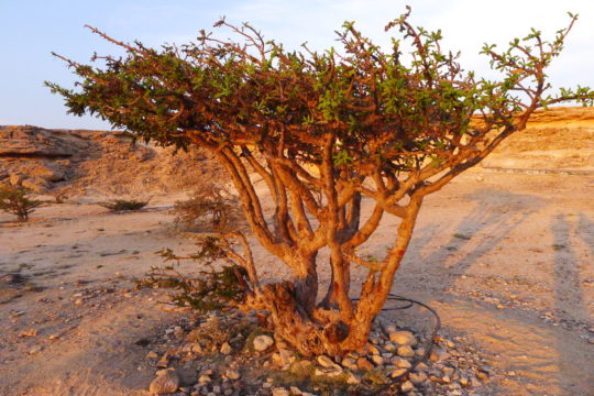 B sacra Omam Arabic peninsula